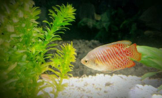 淡水魚種類有哪些