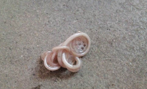 狗狗流清水鼻涕有病嗎