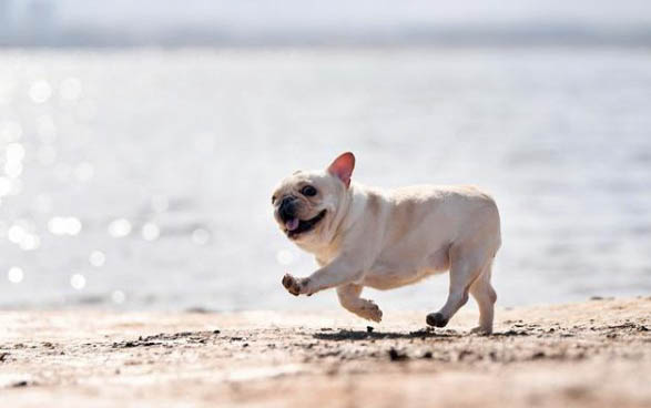 比特犬和美國斗牛犬有什么區別