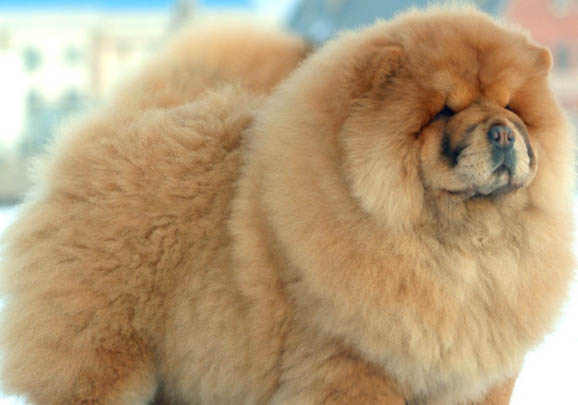 松獅犬喜歡什么