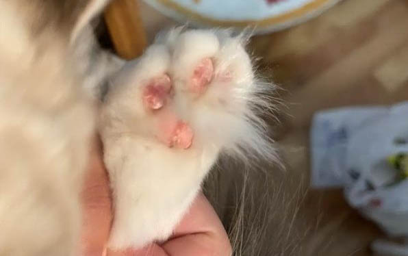 貓咪為什么會突然嘔吐呢