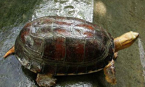 寵物龜有哪些種類