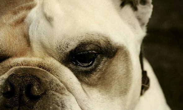 斗牛犬分幾個品種呢