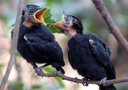 黑卷尾為什么攻擊人