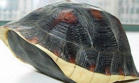 黃緣盒龜飼養(yǎng)方法