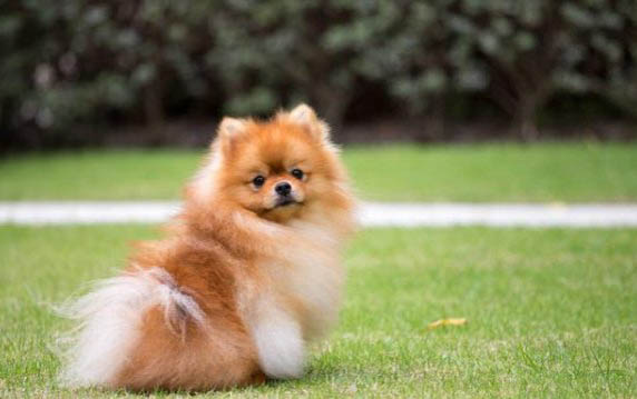 博美犬吃多了吐了怎么辦