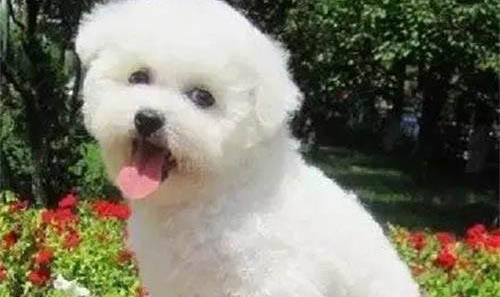 幼犬鼻子噴氣的原因及處理方法