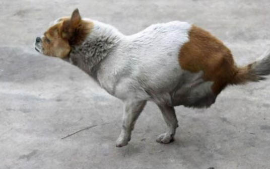 狗狗懷孕多久可以洗澡啊?
