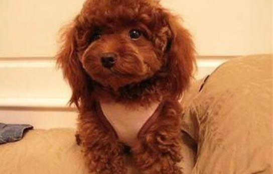 貴賓犬可以長多大