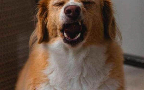狗狗沒懷孕但是有奶水是怎么回事