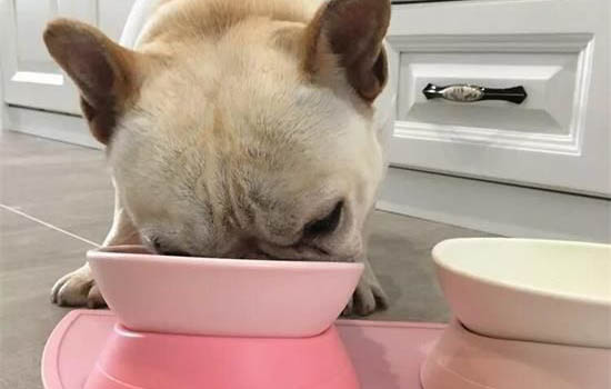 狗狗身上發現跳蚤怎么處理