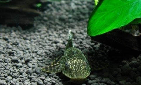 清道夫會吃小魚嗎