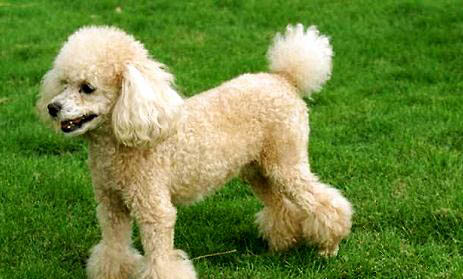 貴賓犬與泰迪犬的區(qū)別