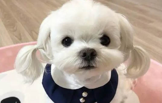 常見犬品種大全