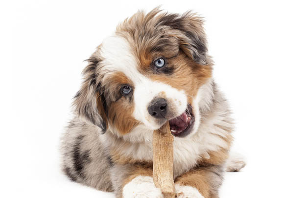 澳大利亞牧羊犬眼屎的原因及處理方法