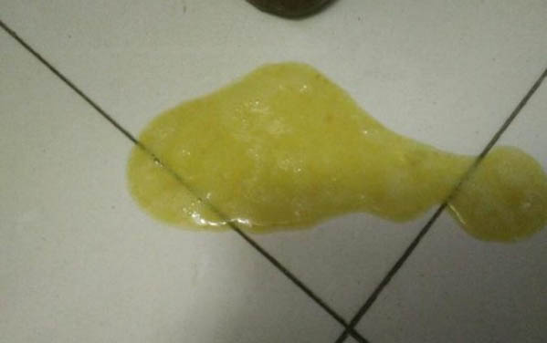 泰迪的壽命是多少年