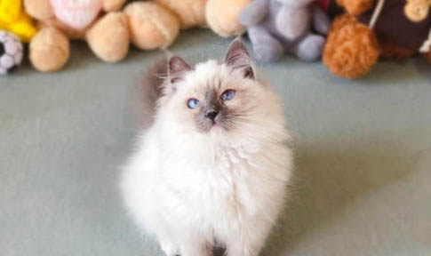 布偶什么時(shí)候開始爆毛?