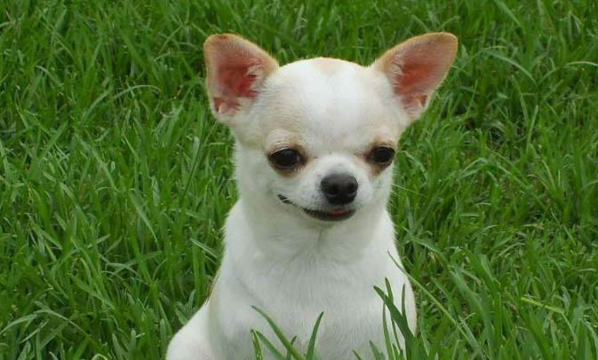 適合家養(yǎng)的小型犬類有哪些