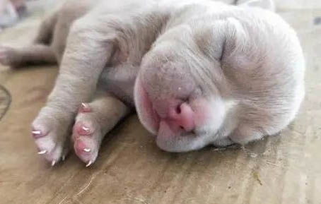 狗狗懷孕30天有哪些癥狀