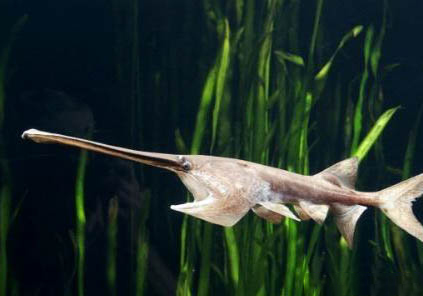 象鼻魚能與什么魚混養