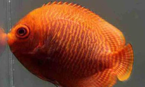 孔雀魚小魚苗幾天喂一次