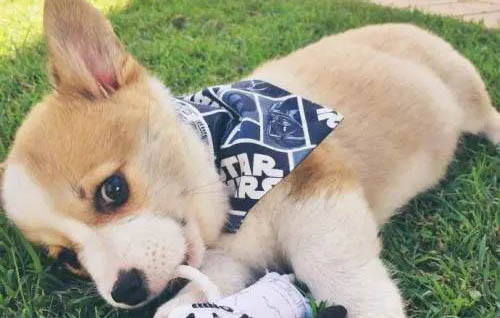 當下柯基和柴犬哪個更好養?