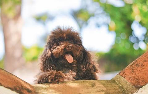 狗狗假孕的癥狀有哪些
