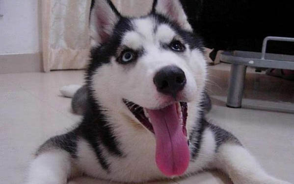 狗狗一般能活多久