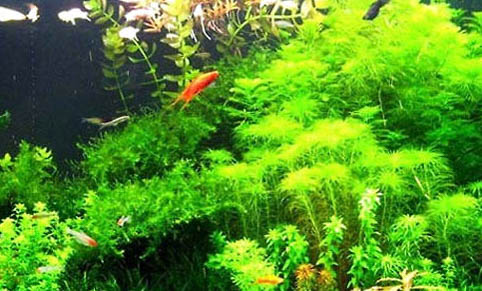 龍魚發病的原因分析