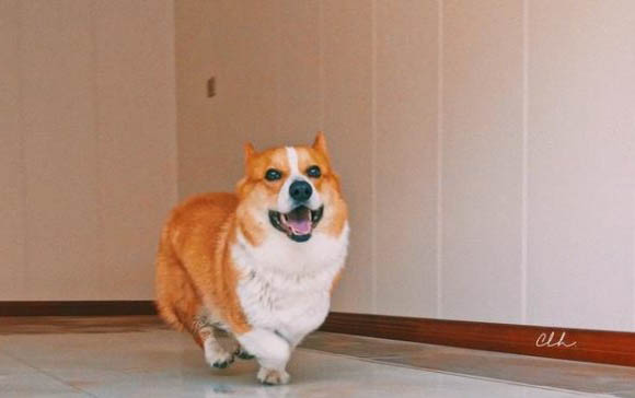 狗狗需要體外驅蟲嗎