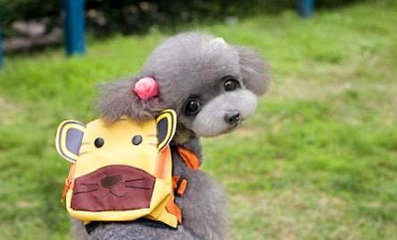 貴賓犬幾個月能洗澡