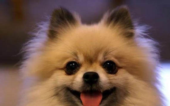 狗翻腸子應該怎么辦