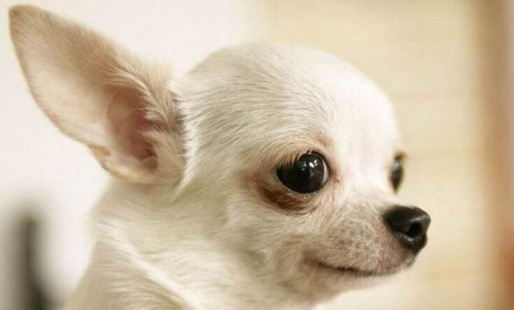 寵物犬智商排名