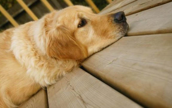 貓需要每年都打狂犬疫苗嗎