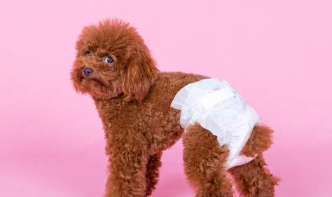 狗狗腹水怎么排出體外