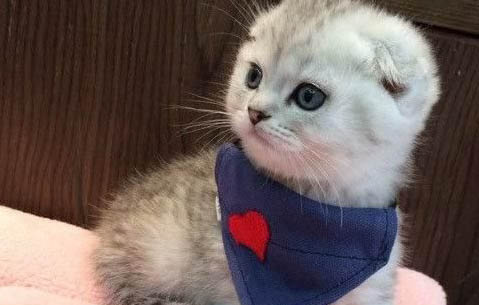貓咪懷孕可以洗澡嗎