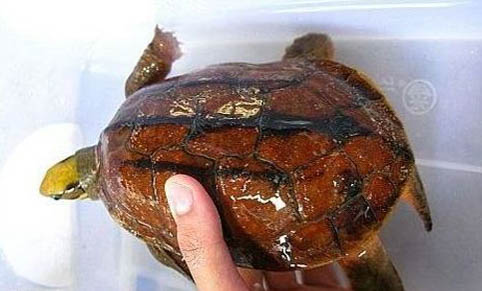 石金錢龜能吃生菜嗎