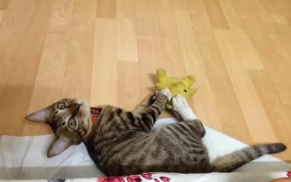 貓有只眼睛一直流眼淚睜不開