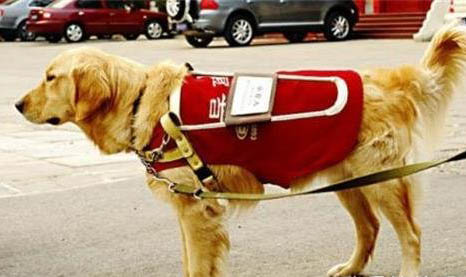 導盲犬可以上飛機嗎