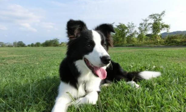 哪里有賣邊境牧羊犬