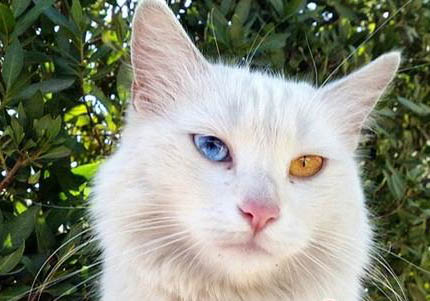 土耳其梵貓尿結石的原因及處理方法