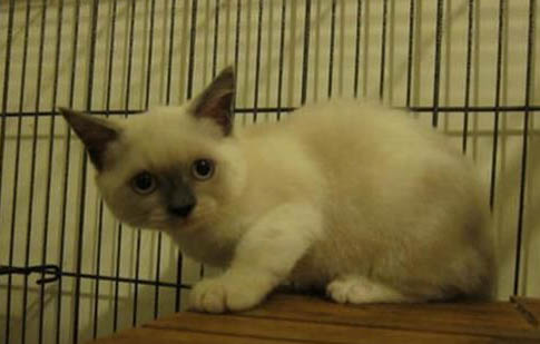 中型短毛干凈好養(yǎng)的犬類有哪些