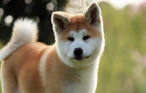 秋田犬和柴犬的差別