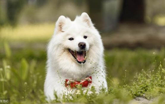 冰島牧羊犬的體重是多少