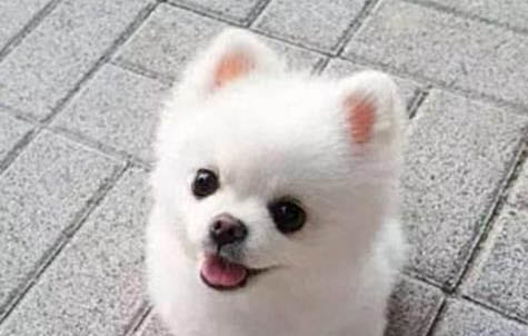 狗能吃藍(lán)莓嗎為什么