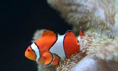 羅漢魚需要一直打氧嗎