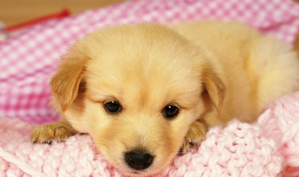 狗狗不出門得犬瘟的原因