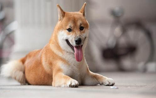 狗狗生產后惡露多久排干凈