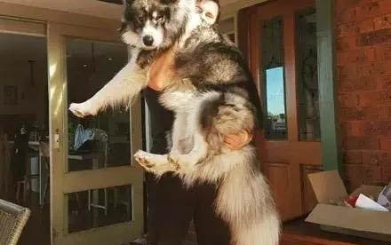 阿拉斯加犬拉稀很黃
