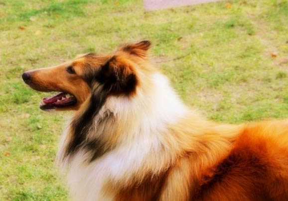 英國古代牧羊犬拉稀帶血是什么原因